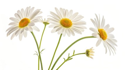 A simple composition of white daisies with bright yellow centers against a white background