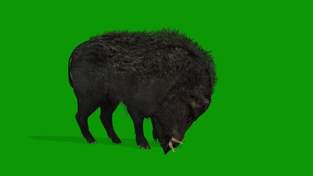 Realistic Boar Eating Scene Animation on Green Screen-Right View Render