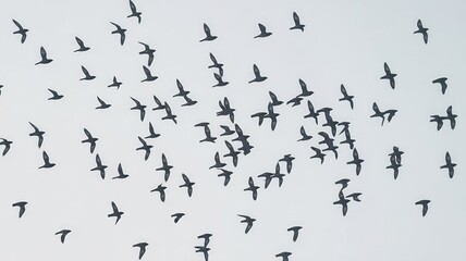 Silhouette swarm: A multitude of birds ascending to a tranquil sky backdrop