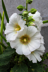white flower in the garden