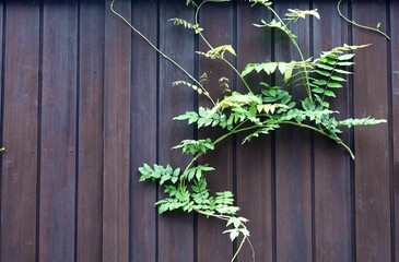 July 15, 2025. Sendai, Miyagi Prefecture, Japan. Ivy growing on the wooden fence of a house.