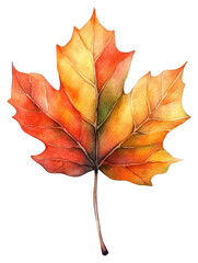 Obraz premium PNG Leaf floating illustration watercolor autumn.