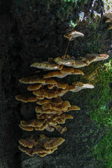 Fungi on a tree in the forest