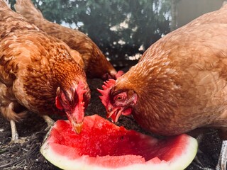 Chickens Eating Watermelon on a Farm.