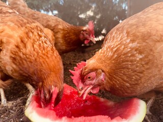 Free-Range Chickens Pecking at Fresh Watermelon Outdoors.