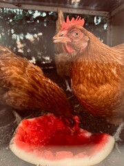Chickens Eating Watermelon on a Farm.