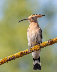 Eurasian hoopoe, Upupa epops. A bird sitting on a branch in the morning, beautiful background