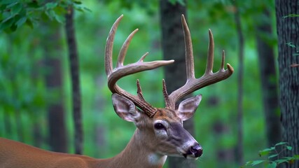 Majestic Deer Standing Calmly in Lush Green Forest Daylight
