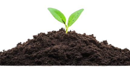 Set of Young Green Plants with Isolated Roots and Soil on Transparent Background