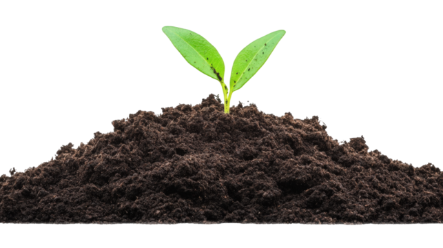 Set of Young Green Plants with Isolated Roots and Soil on Transparent Background