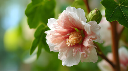 The Mugunghwa (Rose of Sharon) flower in bloom.	A beautiful, close-up macro shot of a Mugunghwa, the national flower of South Korea, in full bloom with soft, natural light.
