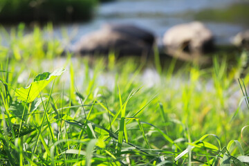 Close-Up of Lush Green Grass and Leaf by a Tranquil Flowing River