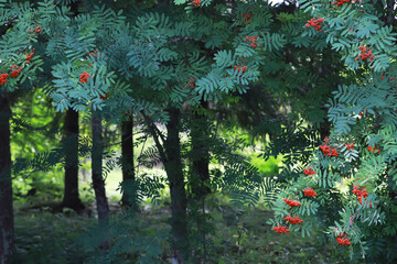 Lush Forest with Red Berries and Dense Green Foliage in Summer Daytime