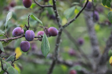 Ripe Purple Plums on Tree Branches in Lush Green Orchard in Late Summer