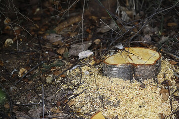 ** Freshly Cut Tree Stump in Forest Clearing with Wood Shavings and Natural Debris