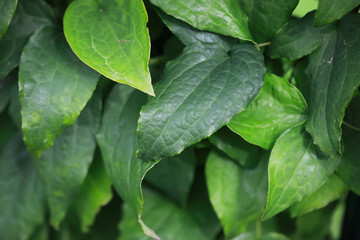Lush Green Leaves in Natural Sunlight: Close-Up Botanical Photography