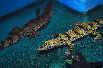 Two Baby Crocodiles in Aquarium Tank with Clear Blue Water and Green Algae