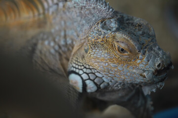 Close-up of a Vibrant Iguana with Detailed Scale Patterns in Natural Habitat