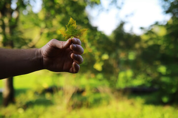 Hand Holding Maple Leaf in Nature - Close-Up Outdoor Photography Capturing Nature's Beauty