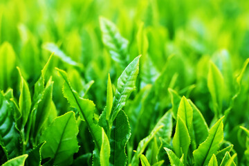 茶葉