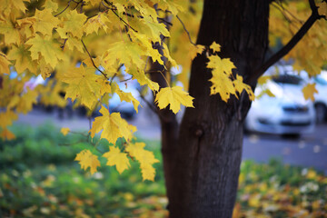 Beautiful autumn park. Russian North. Autumn trees and leaves. Autumn Landscape.Park in Autumn....