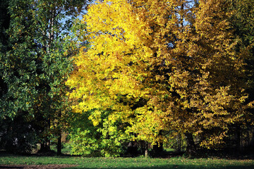 Beautiful autumn park. Russian North. Autumn trees and leaves. Autumn Landscape.Park in Autumn....
