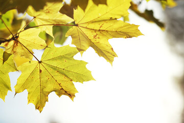 city park without people on an autumn day, bright rays of the sun shine through the crowns of maple trees
