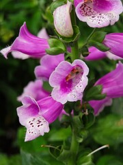 Colorful foxglove flowers blooming in a lush garden during summer showcasing intricate patterns and...