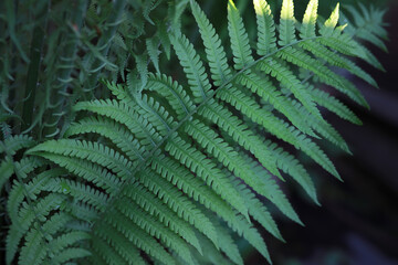 Ferns at sunset in the forest