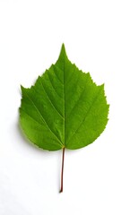 Fototapeta premium Vibrant green leaf, isolated on white