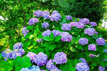 Obraz premium 日出町の紫陽花