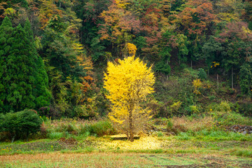 一本の美しい銀杏の木