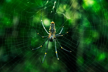 Golden Orb Weaver (Trichonephila pilipes) suspended on intricate web against lush green rainforest bokeh, Sri Lanka macro wildlife photograph