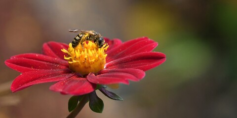abeille du jardin 42