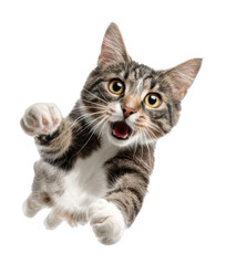 Fototapeta premium PNG Cat jumping background white white background.