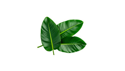 Obraz premium Green leaf isolated on a white background, showcasing its fresh, natural growth and 