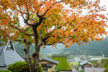 日本の伝統的な古い家ともみじ
