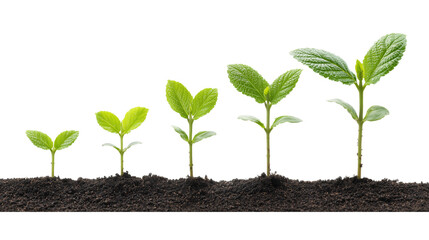 Plant Growth from Soil on Transparent Background