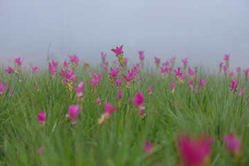 Flower field in the fog, Sai Thong National Park, Chaiyaphum, Thailand
