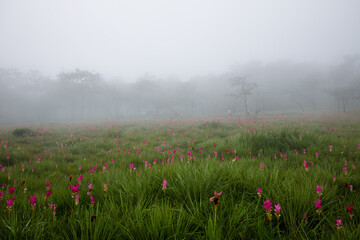 Flower field in the fog, Sai Thong National Park, Chaiyaphum, Thailand

