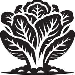 Bell Lettuce vegetable illustration