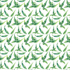 Wreaths chicory field plant seamless pattern. Hand drawn watercolor flowers plants chicory. Chicory for packaging design, cards, invitations, etc.