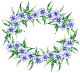 Wreaths chicory field plant on a white background. Hand drawn watercolor flowers plants chicory frame. Chicory Wreath for packaging design, cards, invitations, etc.