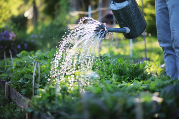 Man farmer watering a vegetable garden