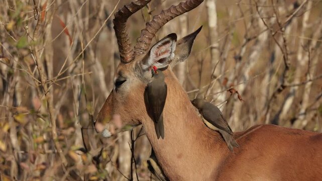 Red-billed oxpeckers grooming an impala ram