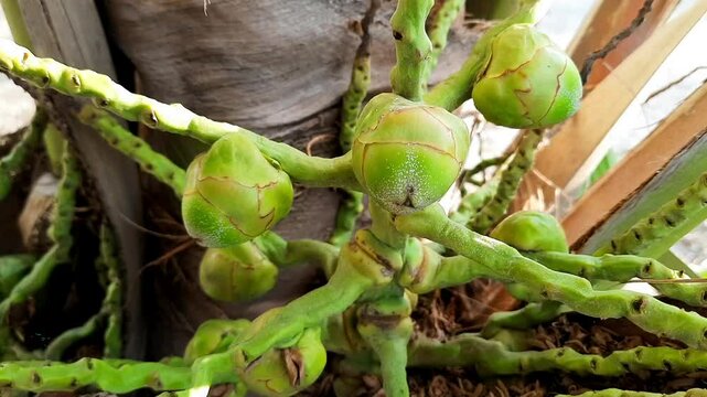 Young Coconut Buds or Bluluk Growing on Tree