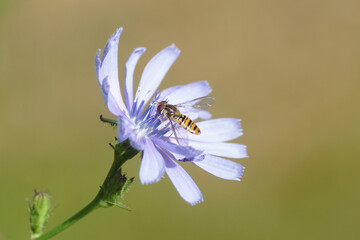 Close up female hoverfly, Marmalade Fly (Episyrphus balteatus) on blue flower of Common chicory (Cichorium intybus). Netherlands, summer, July	