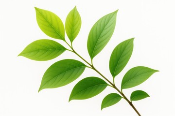 Fototapeta premium Fresh sprigs of green foliage on a plain white backdrop