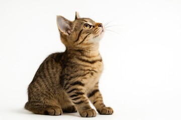 Obraz premium Small feline from the side gazing upwards in solitude