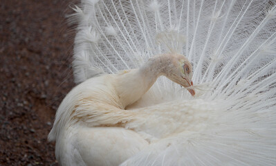 a stunning albino indian peafowl, Pavo cristatus, showing its white plumage